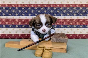 Banjo | Puppies For Sale at Pawrade