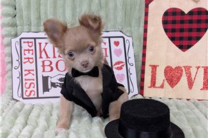 Nathan - Chihuahua for sale