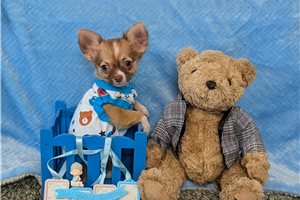 Hugo - Chihuahua for sale