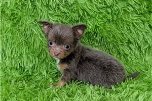 Grayson - puppy for sale