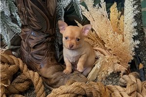 Jayden - puppy for sale