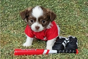 Bobby - puppy for sale