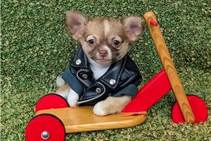 Hugo - puppy for sale