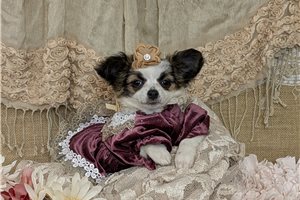 Duchess - puppy for sale