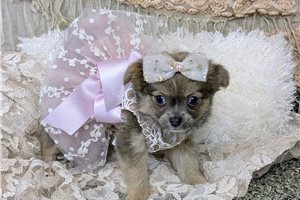 Fancy - Chihuahua for sale