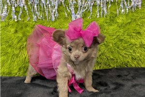 Fiona - Chihuahua for sale