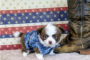 Baron | Puppies For Sale at Pawrade