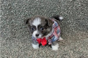 Isaiah - Chihuahua for sale