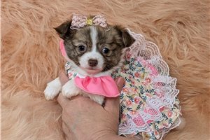 Hazel - Chihuahua for sale