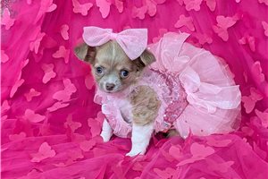 Flora - puppy for sale