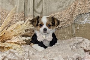 Duke - Chihuahua for sale