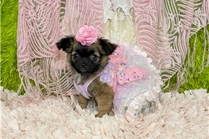 Daisy - Chihuahua for sale