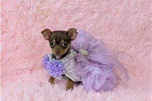 Nova - Chihuahua for sale