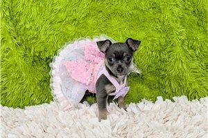 Renata - puppy for sale