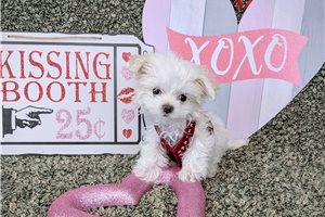 Charlie - Maltese for sale