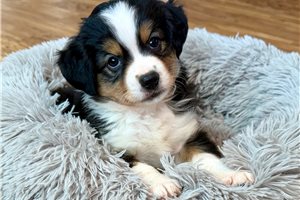 Poppy - Miniature Australian Shepherd for sale