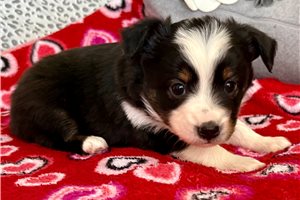 Ophelia - Miniature Australian Shepherd for sale
