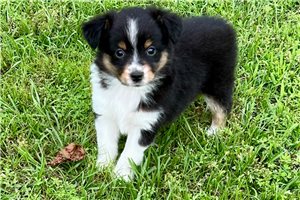 Grace - puppy for sale