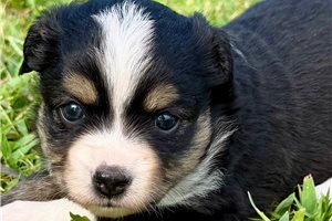 Prue - Miniature Australian Shepherd for sale