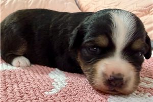 Prue - puppy for sale