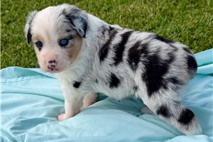 Pascal - Miniature Australian Shepherd for sale