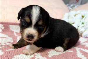 Prue - Miniature Australian Shepherd for sale