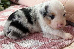Pascal - Miniature Australian Shepherd for sale