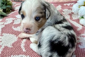 Pascal - Miniature Australian Shepherd for sale
