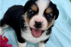Poppy - Miniature Australian Shepherd for sale