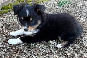 Nolan - Miniature Australian Shepherd for sale