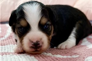 Poppy - puppy for sale