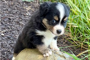 Prue - Miniature Australian Shepherd for sale