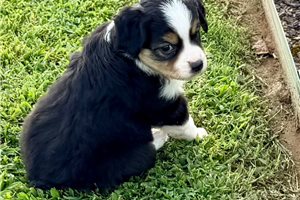 Poppy - Miniature Australian Shepherd for sale