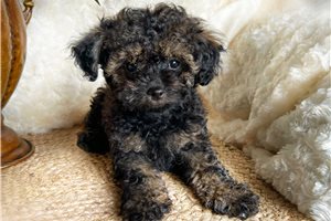 Atticus - puppy for sale