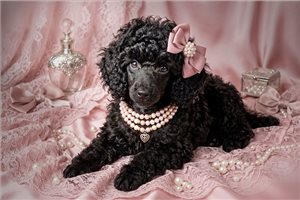 Ophelia - Poodle, Toy for sale