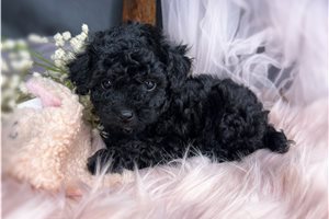 Makayla - Toy Poodle for sale