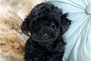 Atlas - puppy for sale