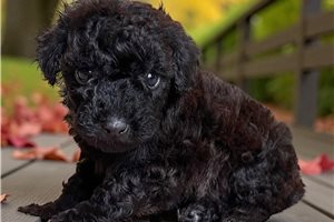 Donovan - puppy for sale