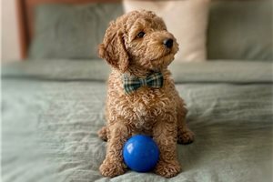 Ollie - puppy for sale