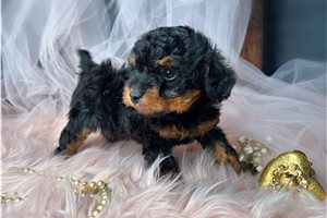 Malia - puppy for sale