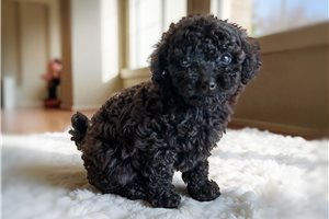 Dante - Poodle, Toy for sale
