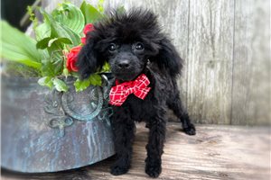 Anthony - puppy for sale
