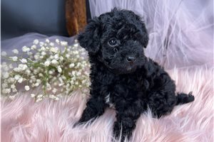 Makayla - puppy for sale