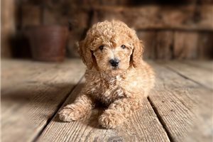 Ollie - Poodle, Toy for sale