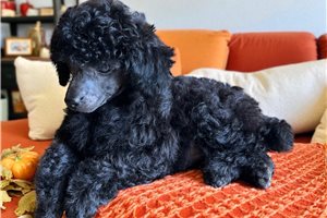 Caleb - puppy for sale