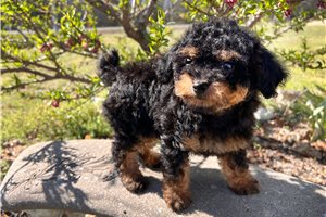 Malia - Poodle, Toy for sale