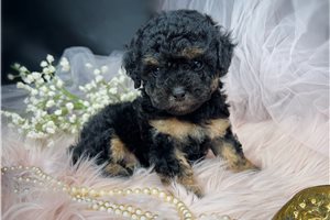 Mana - Poodle, Toy for sale