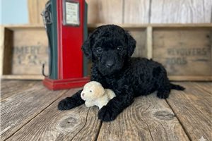 Onyx - puppy for sale