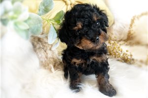 Abel - puppy for sale