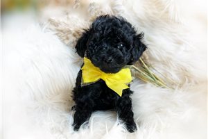 Arnold - puppy for sale